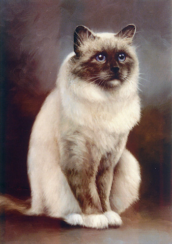 Birman Show Cat