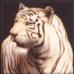 Click to browse Sambataro's Animals Page